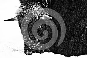 Gloomy severity of a polar musk ox, head lowered into the snow black and white