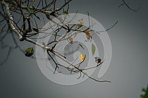 Gloomy skies and a bird in a branch, moody photograph