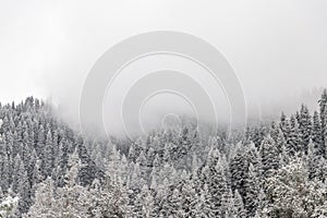 Gloomy snowy spruce mountains forest with fog in early winter background