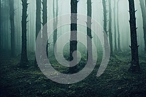 Gloomy, spooky, foggy dark forest landscape. Surreal mysterious horror forest background