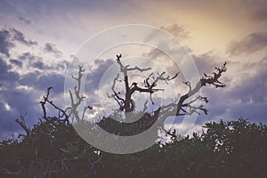 Gloomy surreal landscape with the silhouette of a gnarled tree twigs on a cloudy sky.