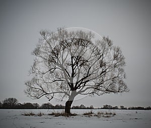 Gloomy tree