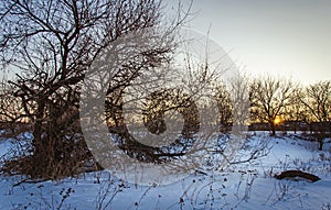 A gloomy tree and snow