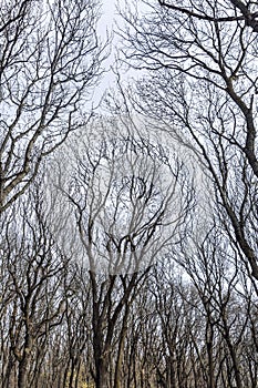 Gloomy trunks of bare autumn trees against the gray sky. Mystical dramatic landscape. Vertical