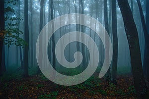 Gloomy twilight forest. Cold fog in the beech Carpathian forest. Creepy atmosphere of a foggy night forest