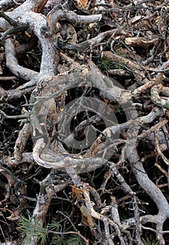 Gloomy Twisted And Intertwining Pine Branches In Deep Forest