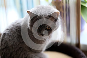 Sombrío infeliz gris doméstico gato 