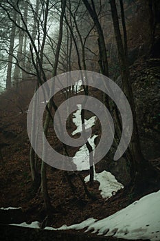 Gloomy winter forest in fog with snow