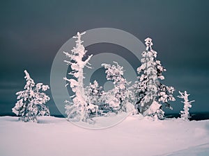 Gloomy winter forest at night. Snow-covered silhouettes of bizarre trees on a mountain slope against a dramatic dark sky. Harsh