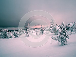 Gloomy winter forest at night. Snow-covered silhouettes of bizarre trees on a mountain slope against a dramatic dark sky. Harsh