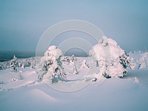 Gloomy winter forest at night. Snow-covered silhouettes of bizarre trees on a mountain slope against a dramatic dark sky. Harsh