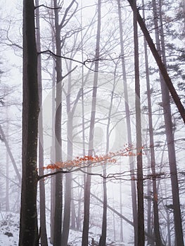 Gloomy winter forest with a touch of autumn