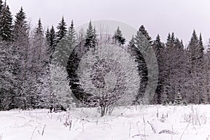 Gloomy winter landscape after snowfall