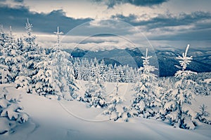 Gloomy winter scene of mountains. Fresh snow covered slopes and fir trees in Carpathian mountains,