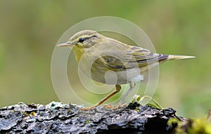 Gloomy Wood Warbler Phylloscopus sibilatrix simple posing in sping forest with green background