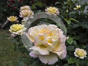 Gloria Dei, a beautiful roseflower