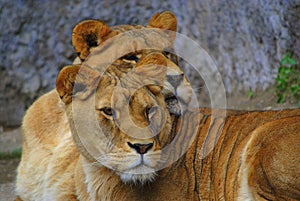 Gloria & Wanda Savannah predators lionesses
