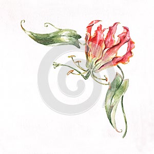 Gloriosa corner pattern