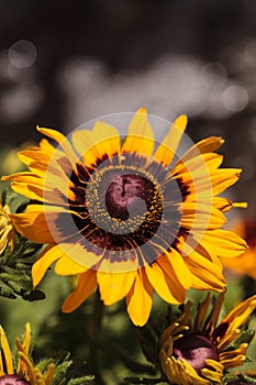Gloriosa Daisy black-eyed susan flower blooms