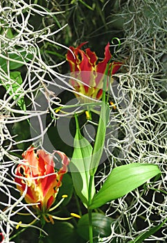 Gloriosa in mosses. The Orangery Schoenbrunn in Vienna