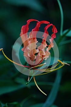 Gloriosa superaba (flame lily, glory lily, gloriosa lily, tiger claw, fire lily, Kembang sungsang).