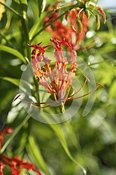 Gloriosa superba