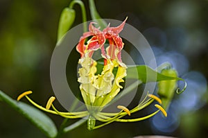 Gloriosa Superba or Climbing Lily flower