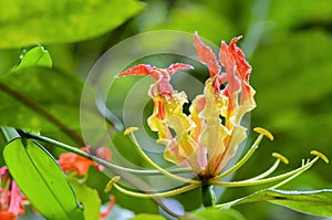 Gloriosa Superba or Climbing Lily flower