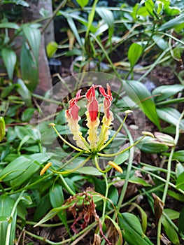 Gloriosa superba,Climbing Lily flower red yellow colour it is herb