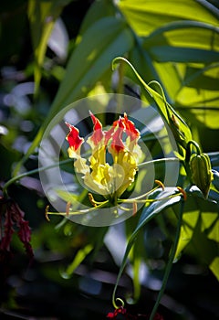 Gloriosa superba