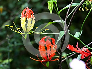 Gloriosa superba flowers also called Flame lily, climbing lily or Glory lily photo