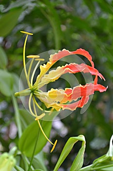 Gloriosa superba. L