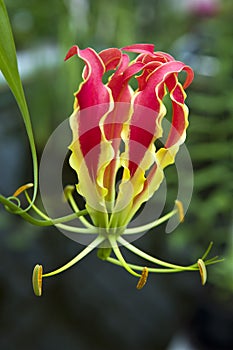 Gloriosa superba rothschildiana