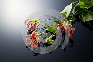 Gloriosa, tropical flower photo
