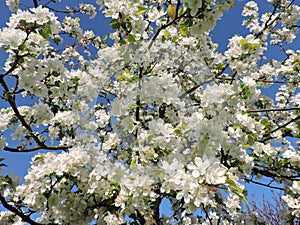 Glorious apple blossom