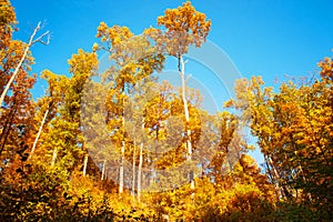 Glorious Aspen golden trees agaisnt blue sky