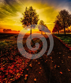 Glorious autumn sunrise on an alley with a dramatic sky and a cycle path with leaves