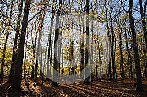 Glorious beech forest