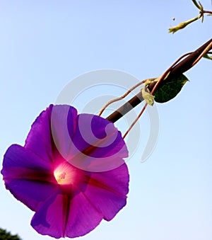 Glorious Blooming Morninglory