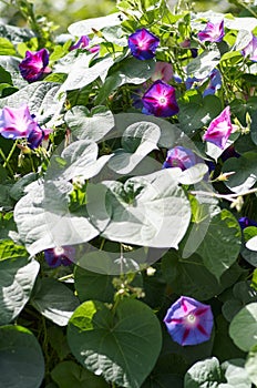 Glorious blue morning glory in bright sunshine.Beautiful violet
