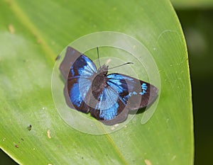 Glorious Blue-Skipper (Paches loxus), La Selva Biological Station, Costa Rica
