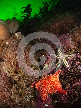 Starfish selection -  Cape Wrath, Scotland photo