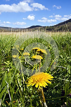 The glorious dandelion