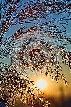 Glorious day - sun rising on a cool summer morning