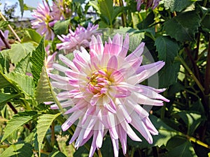 Glorious Flowers In The Green Leaves