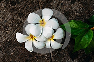 Glorious frangipani or plumeria flowers, with black background. Frangipani typical Balinese Flower - Plumeria Flower. Balinese