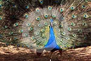 Glorious fully fledged peacock