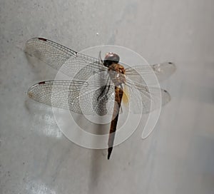 Glorious insects - an image of gragon fly