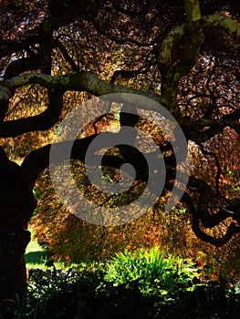 Glorious Japanese maple tree