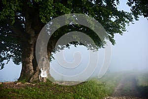 Glorious laege tree with guitar in misty valley.